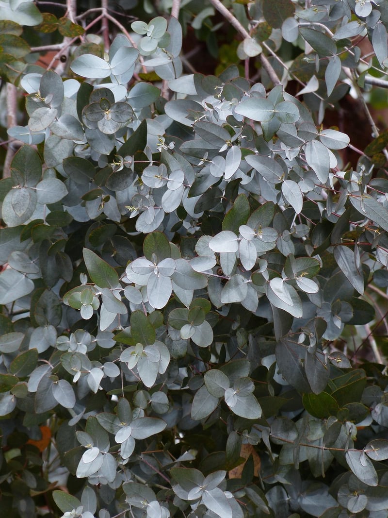 Eucalyptus essential oil